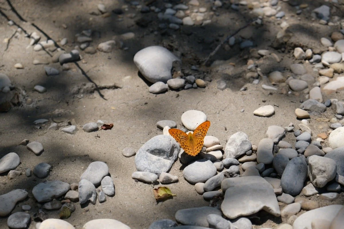 Orange butterfly on a sand and pebble beach