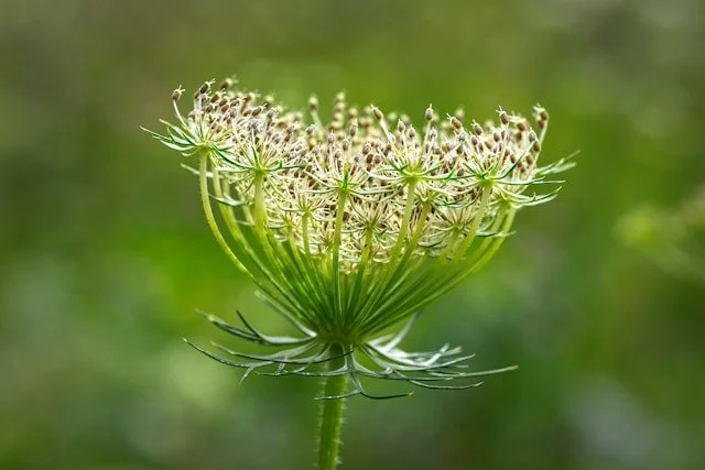 Seeds of Quiet Resistance