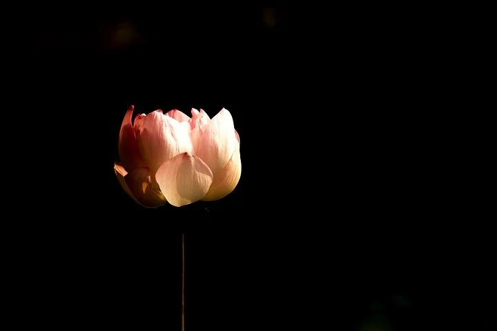 Single light pink flower against a dark background