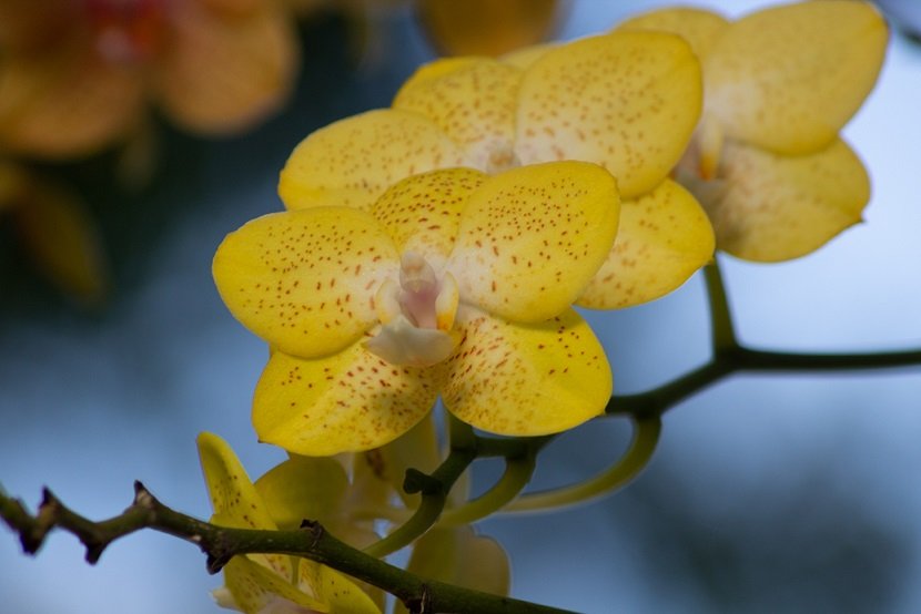 yellow orchids