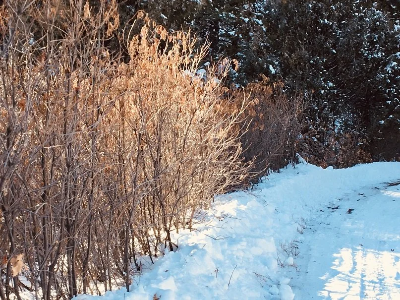 Winter walk