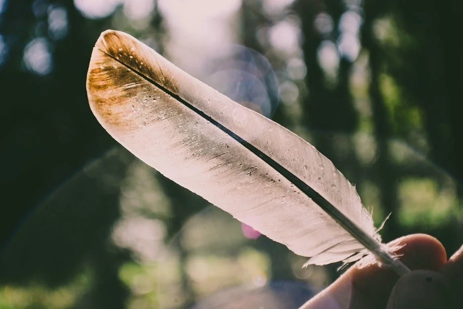 Feather in a hand