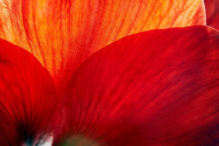 Close up of a red flower