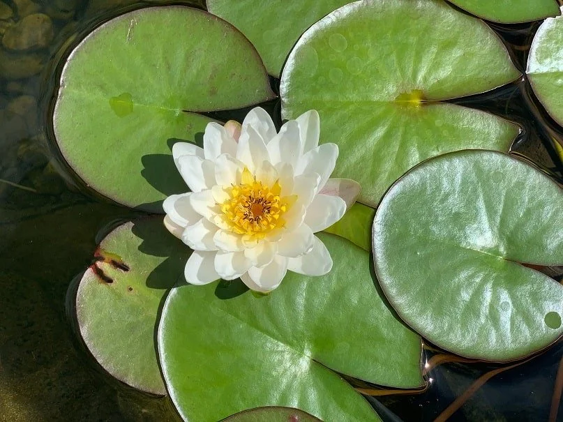 Lily pads with a white lily