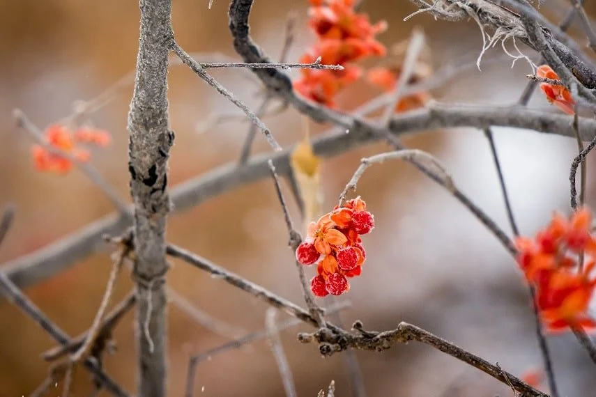 bare branch with orange flowers in early spring