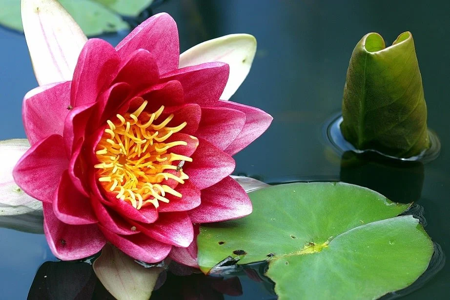 Lotus flower