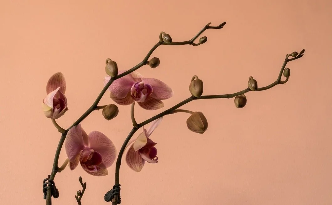 two branches or pink orchids