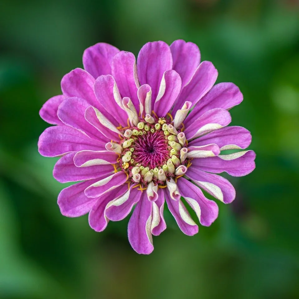Wholeness