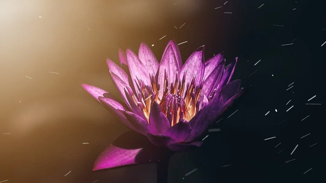How Do You Learn Self Compassion?