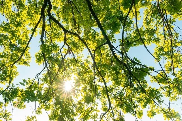 Looking through green branches