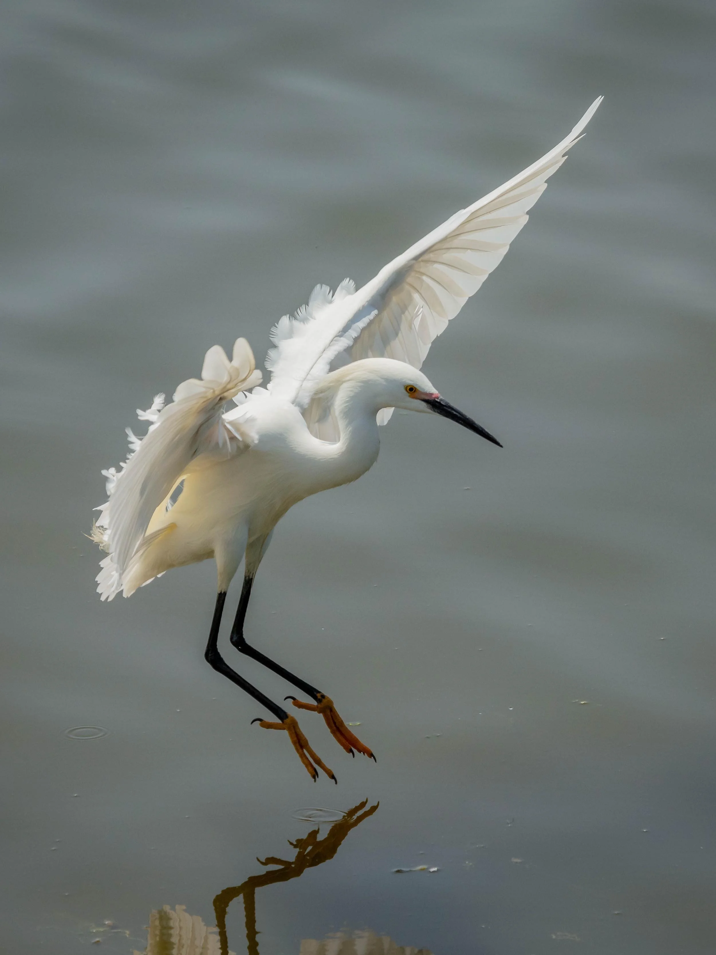 Egret