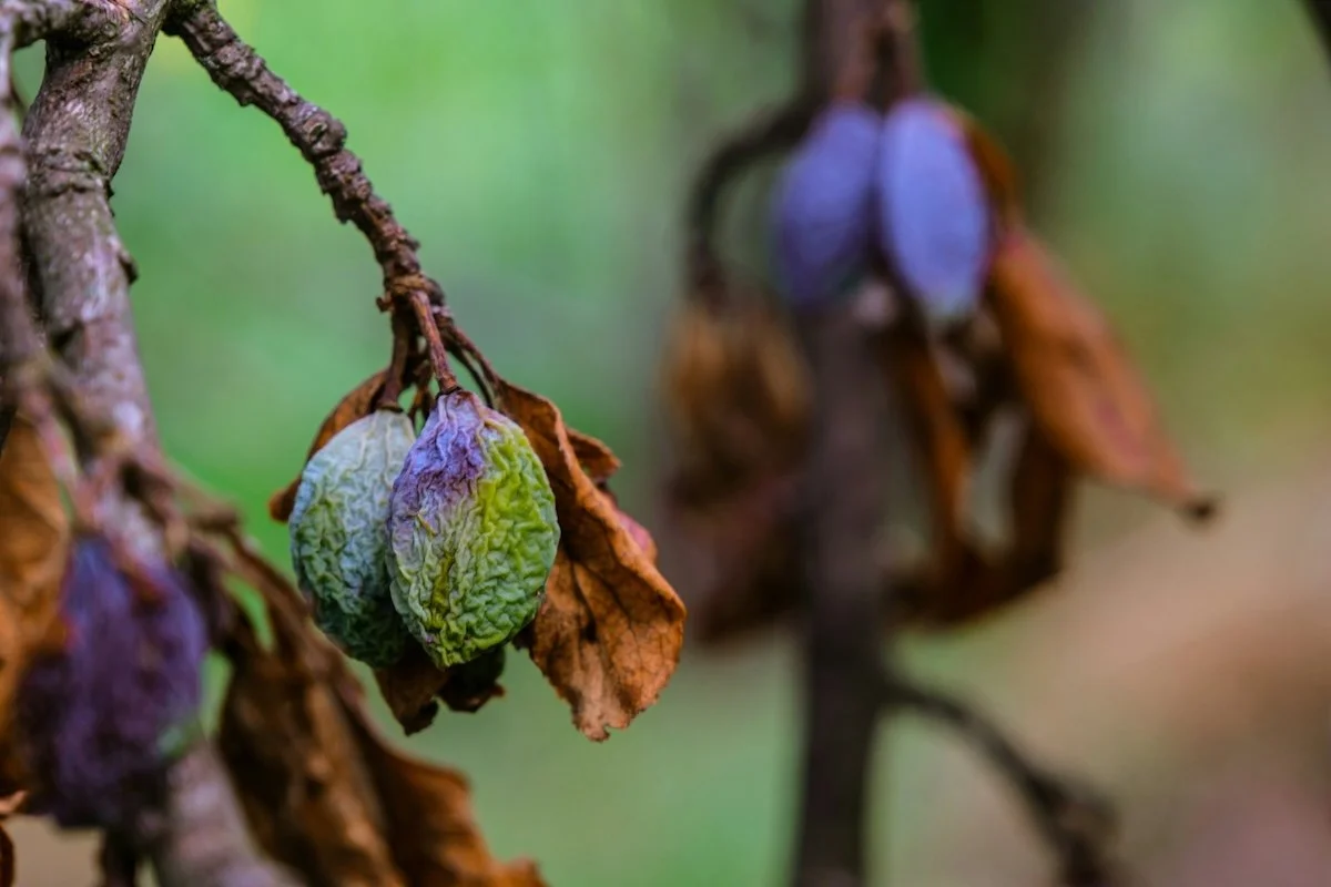 Rotting Fruit on Tree