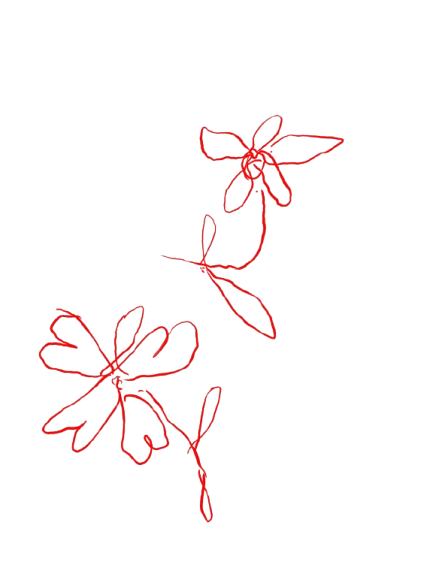 Red line drawing of two flowers on a black background