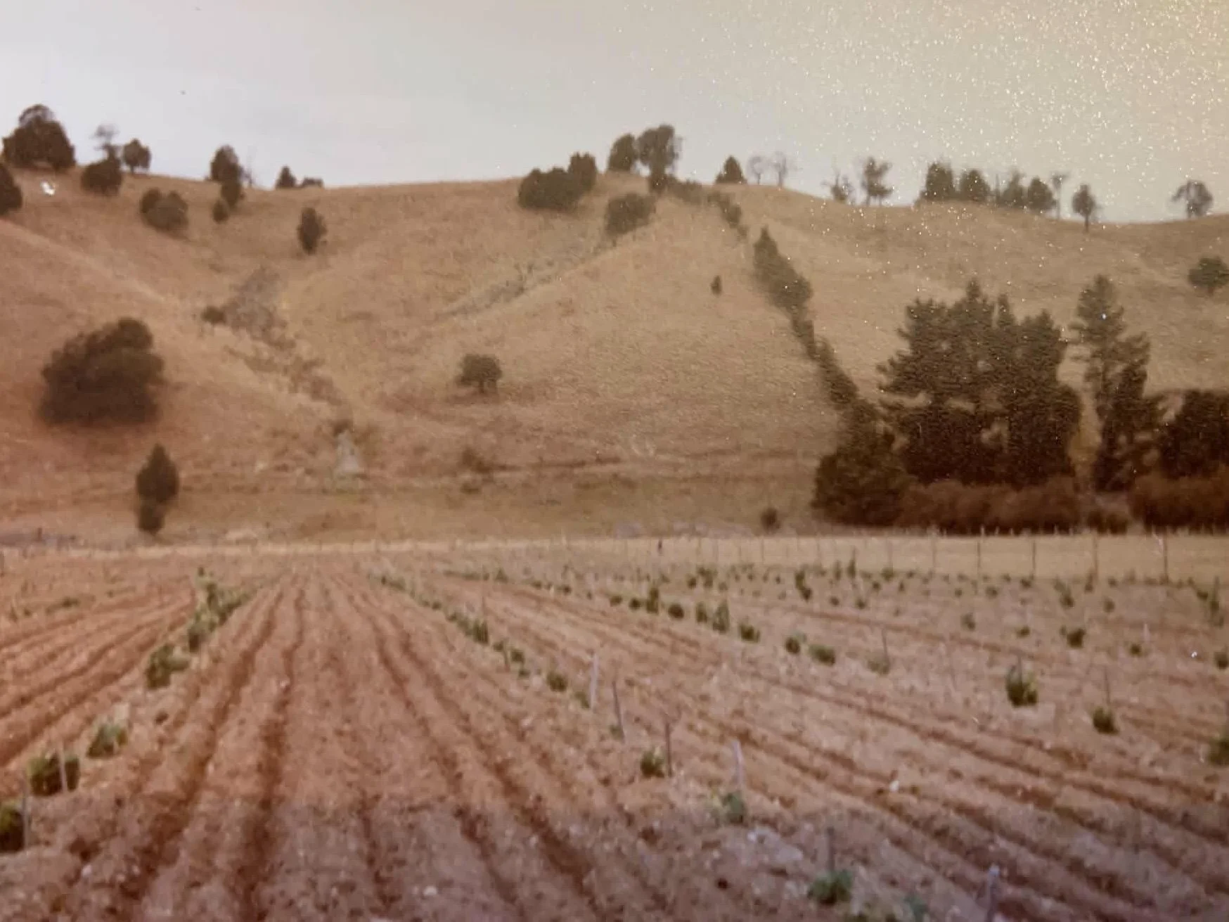 A cultivated farm field with neat rows of young plants, with rolling hills in the background dotted with small bushes and trees, under a golden sky.