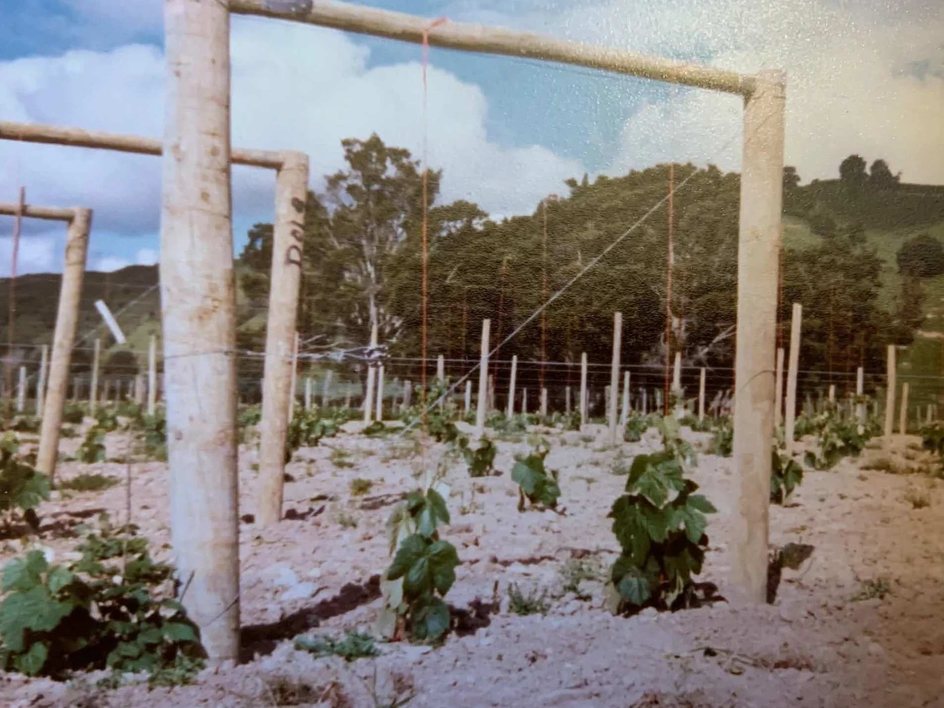 A vineyard with rows of grapevines supported by wooden posts and wire, with a background of trees and a partly cloudy sky.