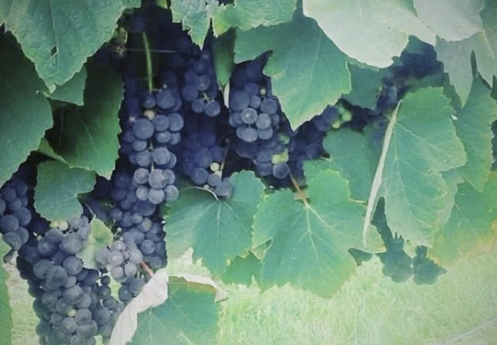 Cluster of dark purple grapes hanging from a vine surrounded by large green grape leaves.