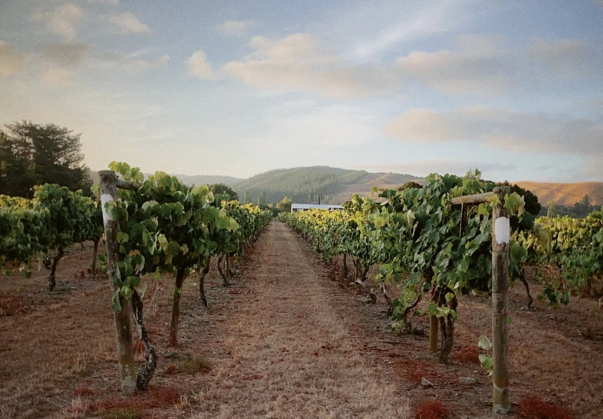 A vineyard with rows of grapevines under a partly cloudy sky, in a hilly landscape during late afternoon or early evening.
