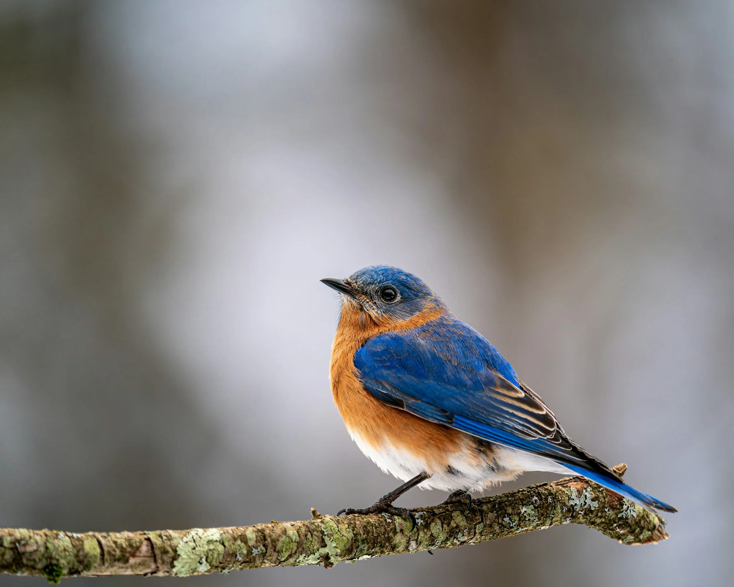 A Muse With Bluebirds in Her Garden: The Story Behind the Story