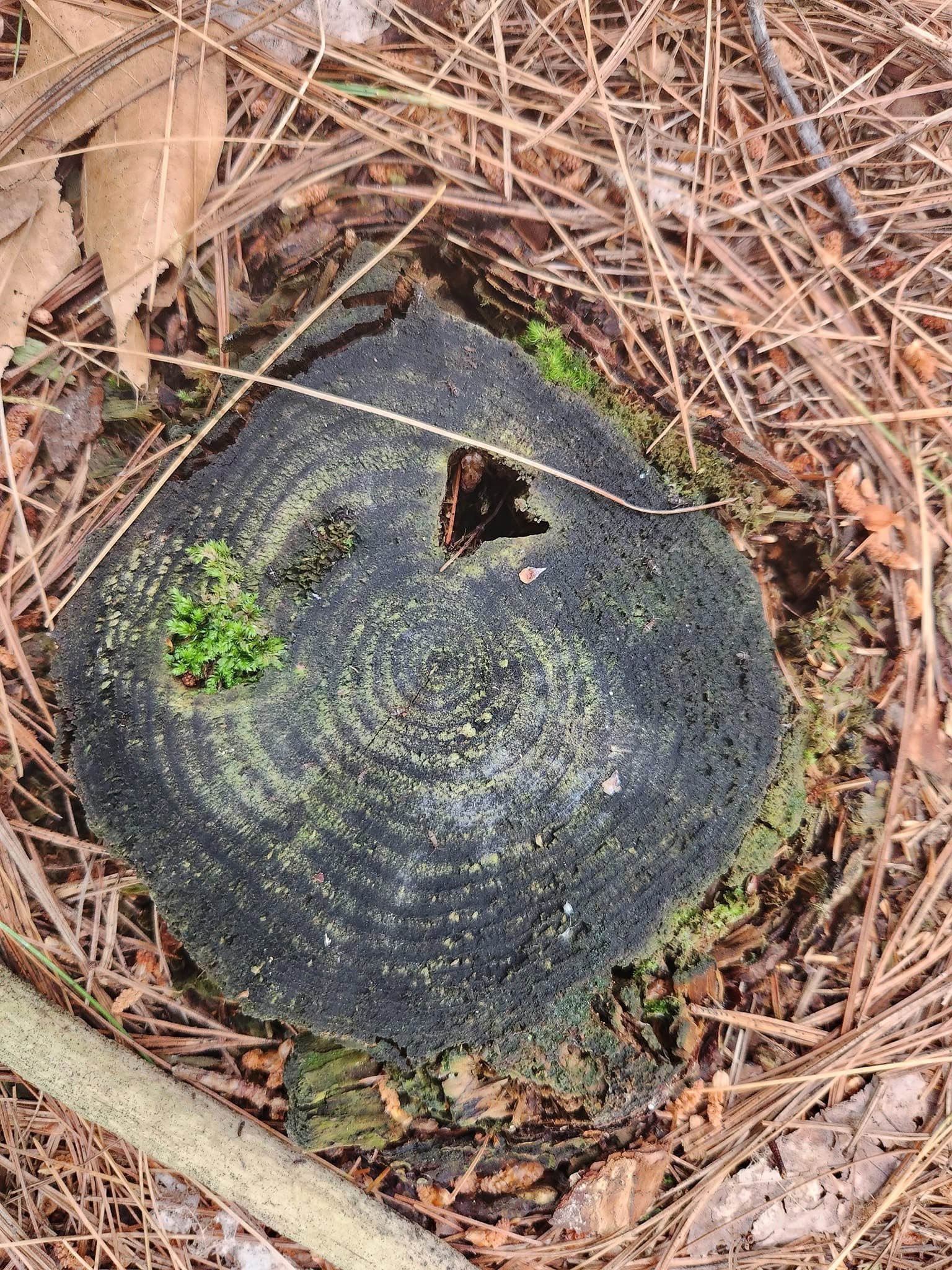 A close-up of a tree stump with growth of moss and small plants, surrounded by dry pine needles and leaves.