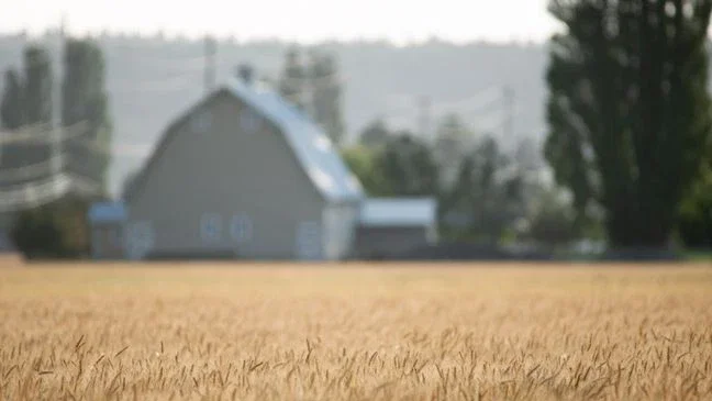 From Skagit soil to slice, your wheat bread may be more local than you think