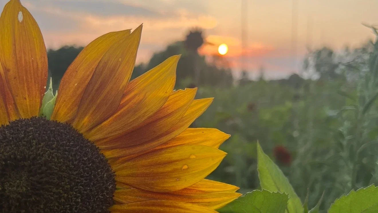 Visit Sunflower Days at Craven Farms this Labor Day weekend