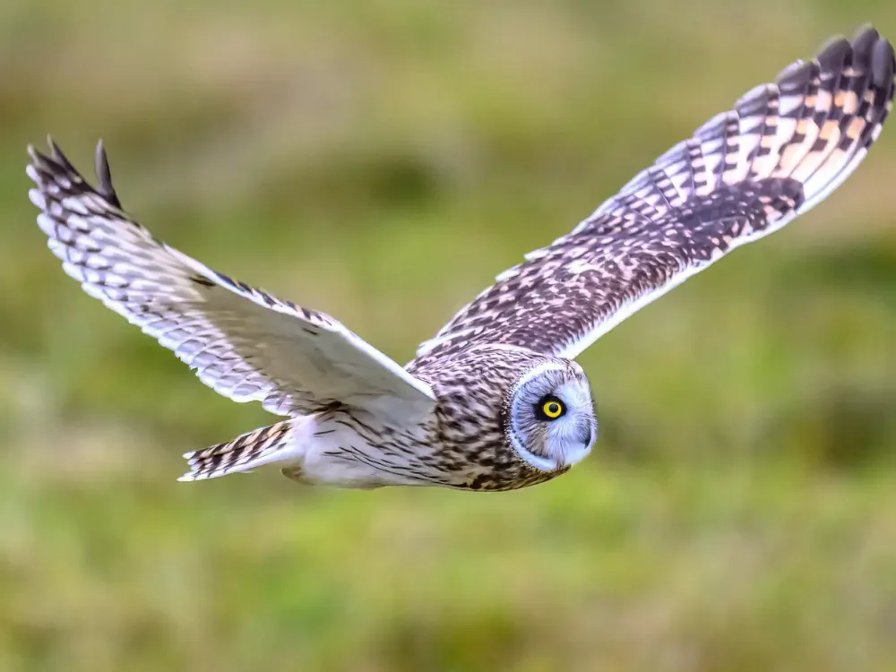 Birding in Skagit County