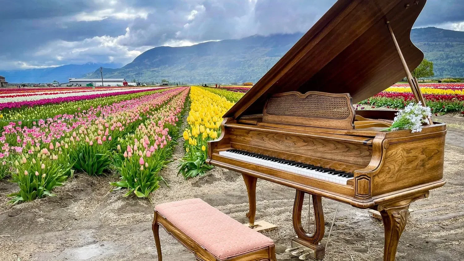 Field Trip to Floral Paradise: An escape to BC for tulip treasures