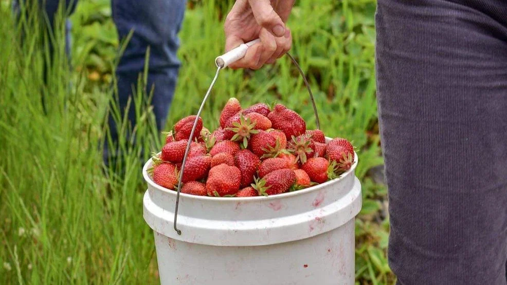 Where Does Your Food Come From? Savor Skagit Valley's berry bounty this summer