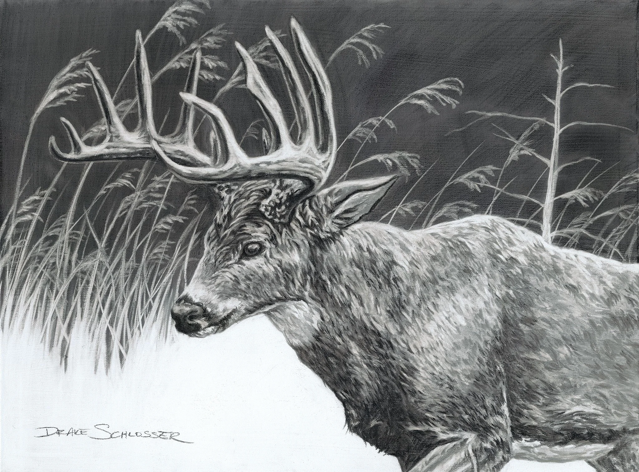 Phragmite Buck