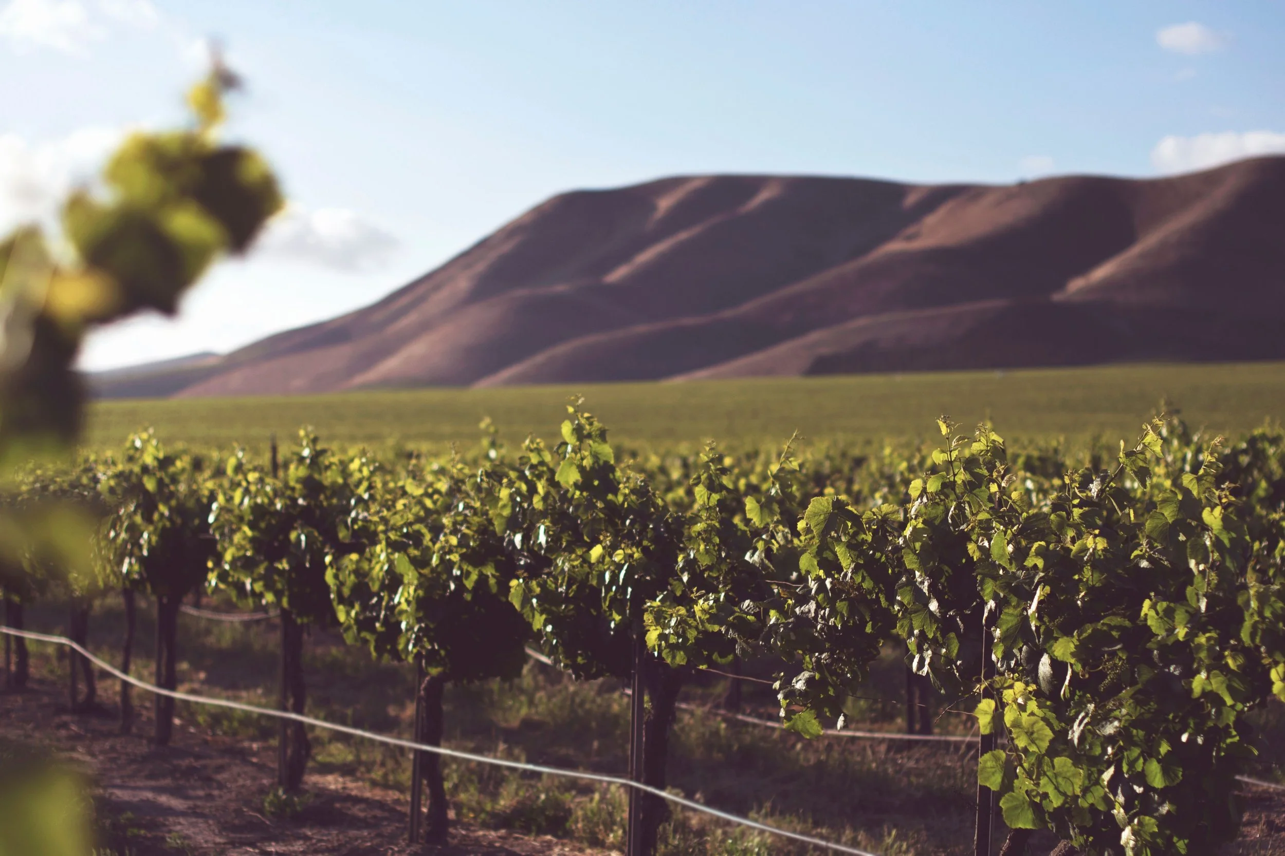 Vineyard with green grape plants in the foreground and rolling hills under a blue sky in the background.