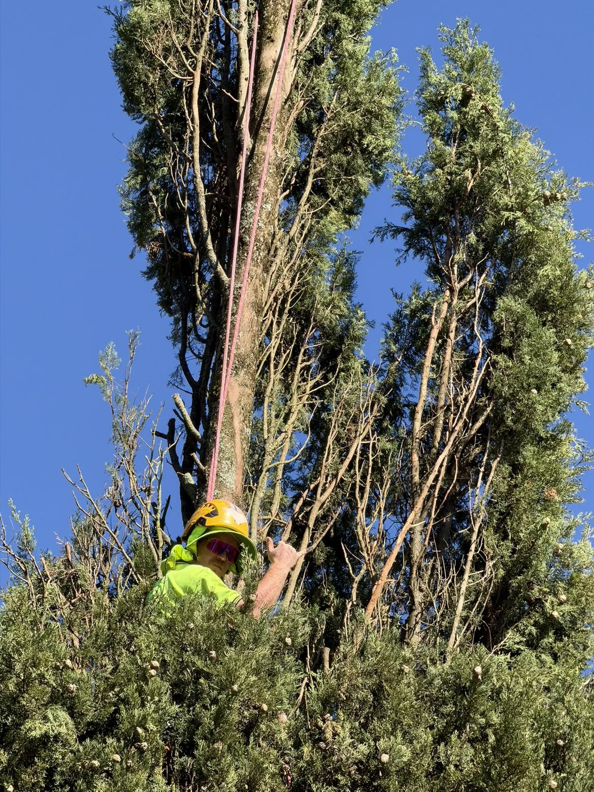 A person in safety gear, including a yellow helmet and a green jacket, is climbing or working on a tall tree using a pink rope against a clear blue sky.