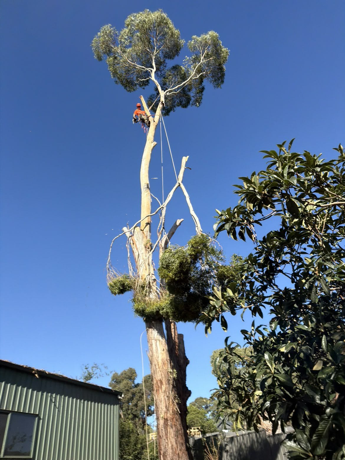 Tree trimmer working high in a tall tree with a clear blue sky background, using safety gear and ropes.
