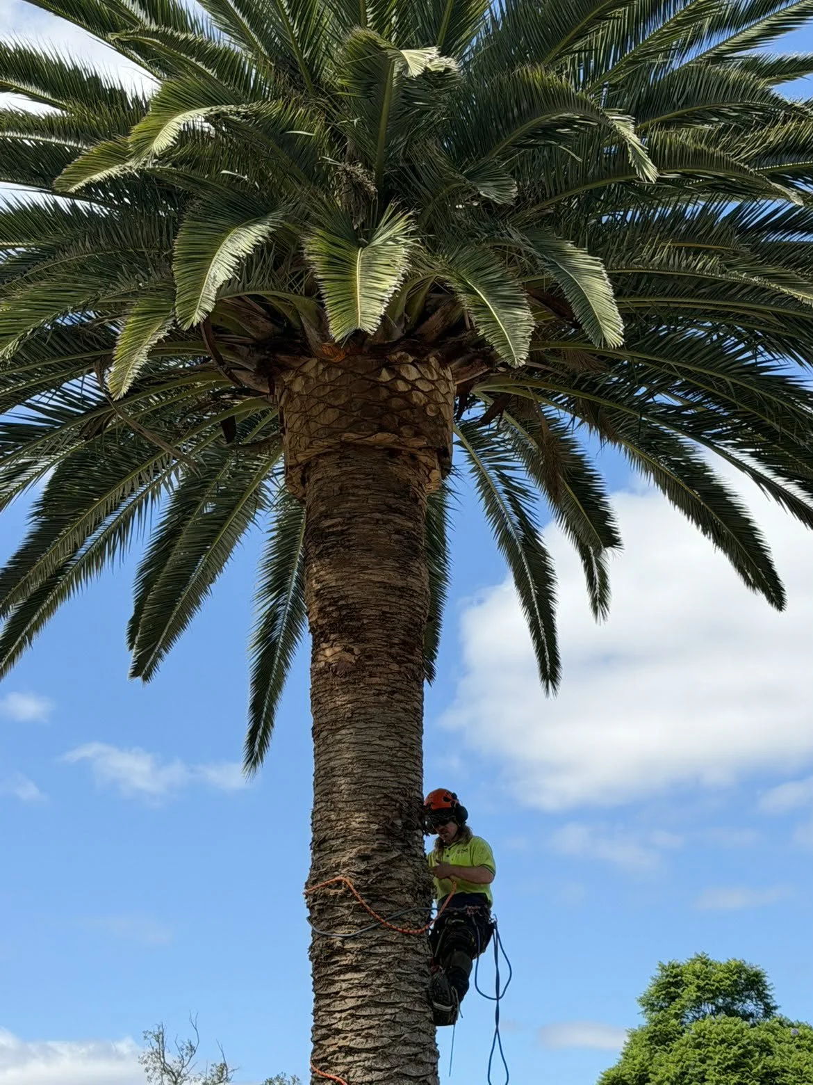 A person working on a tall palm tree, attaching safety gear, with a blue sky and some clouds in the background.