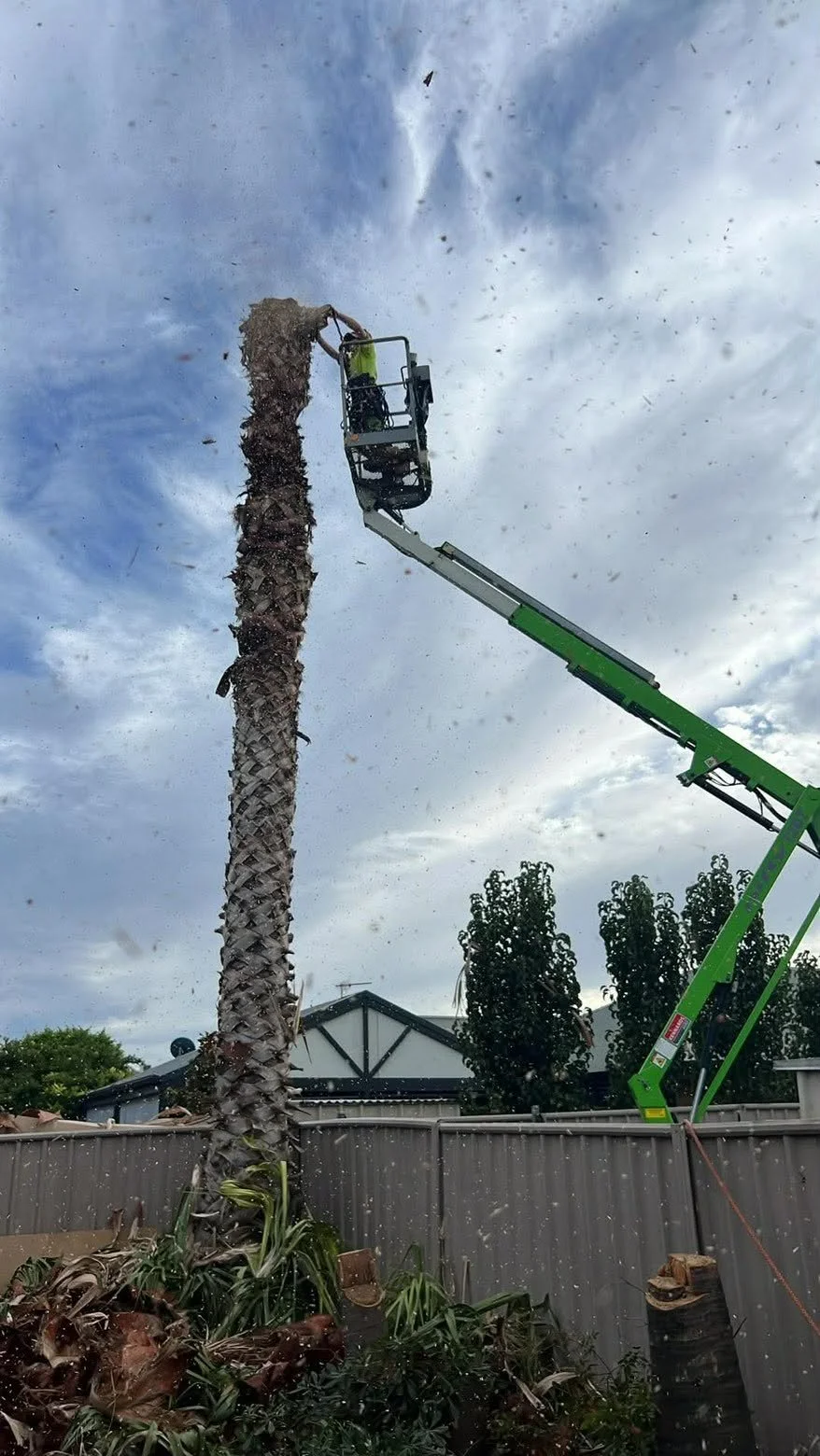 A person on a cherry picker is trimming or cutting a tall palm tree outdoors during daytime, with a grey sky and trees in the background.