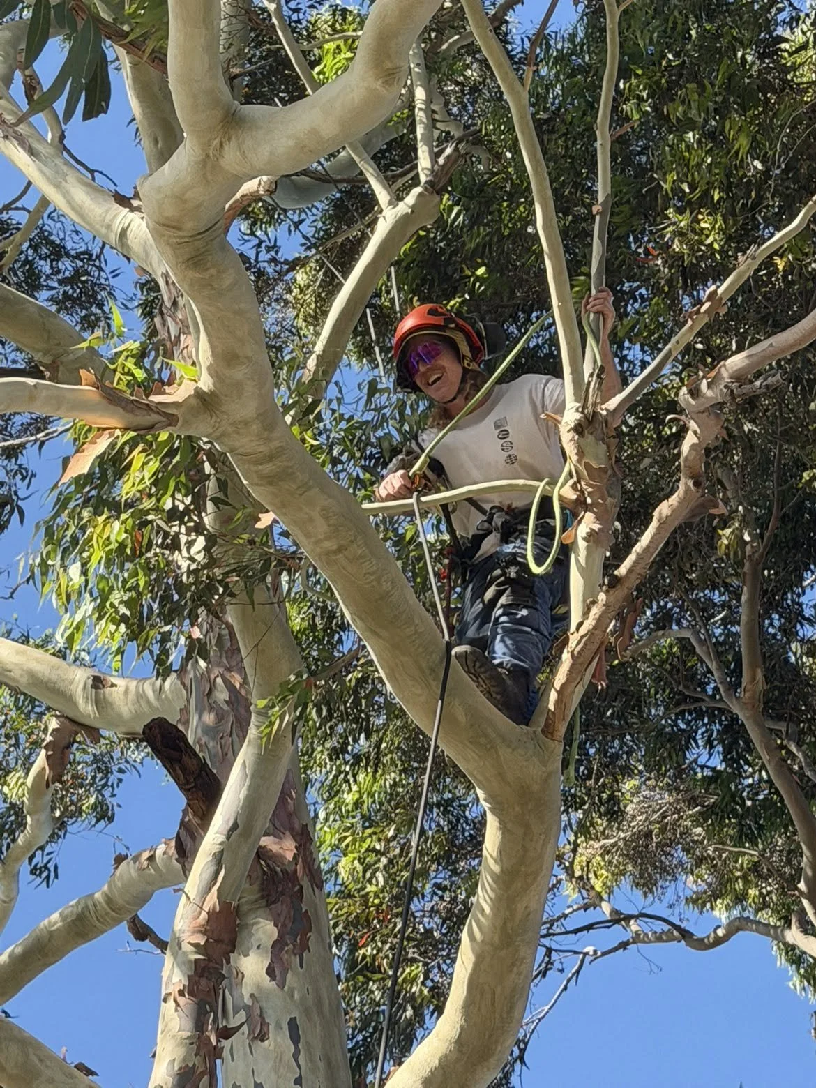 A person wearing a red helmet and sunglasses climbing a tall tree with light-colored, smooth bark, surrounded by green leaves and branches against a blue sky.