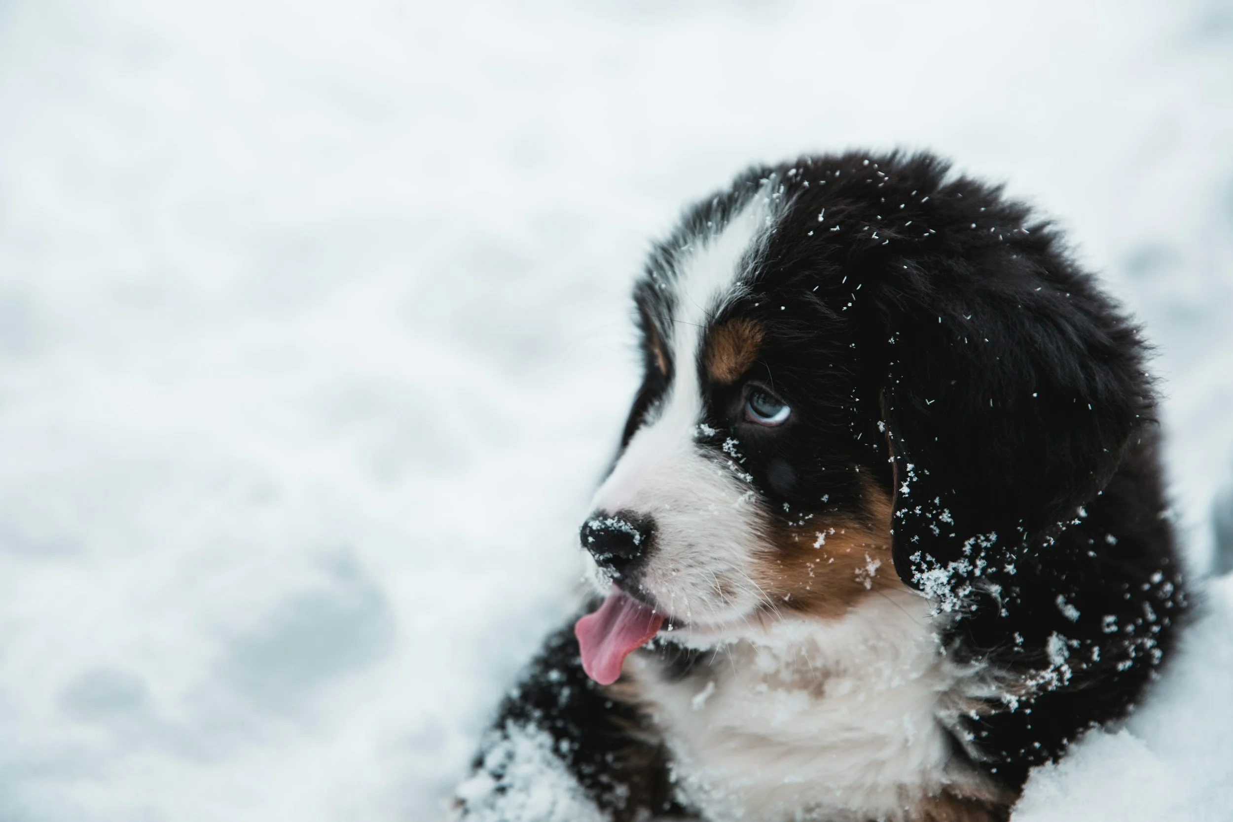 Close-up of a Bernese Mountain Dog puppy with snow on its face, sitting in snow.