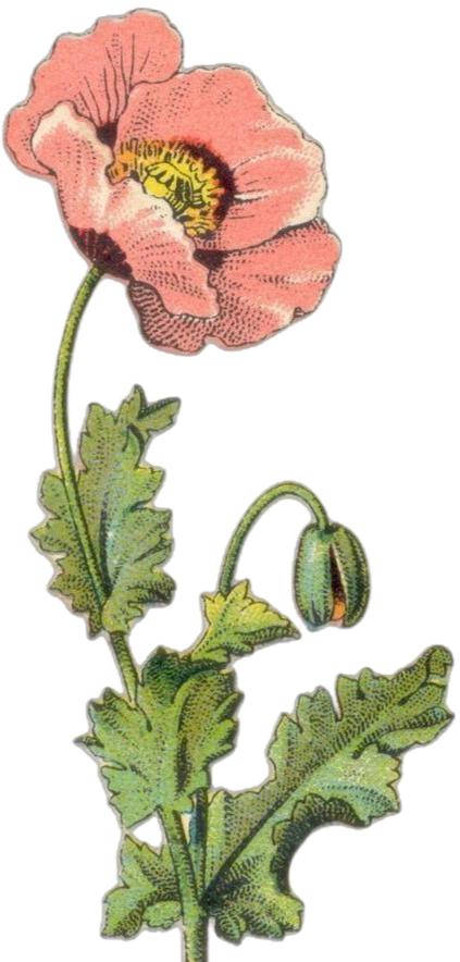 pink poppy flower with yellow center and green stem, whimsical looking
