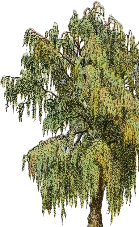green tree sketch with drooping branches, whimsical looking and pretty