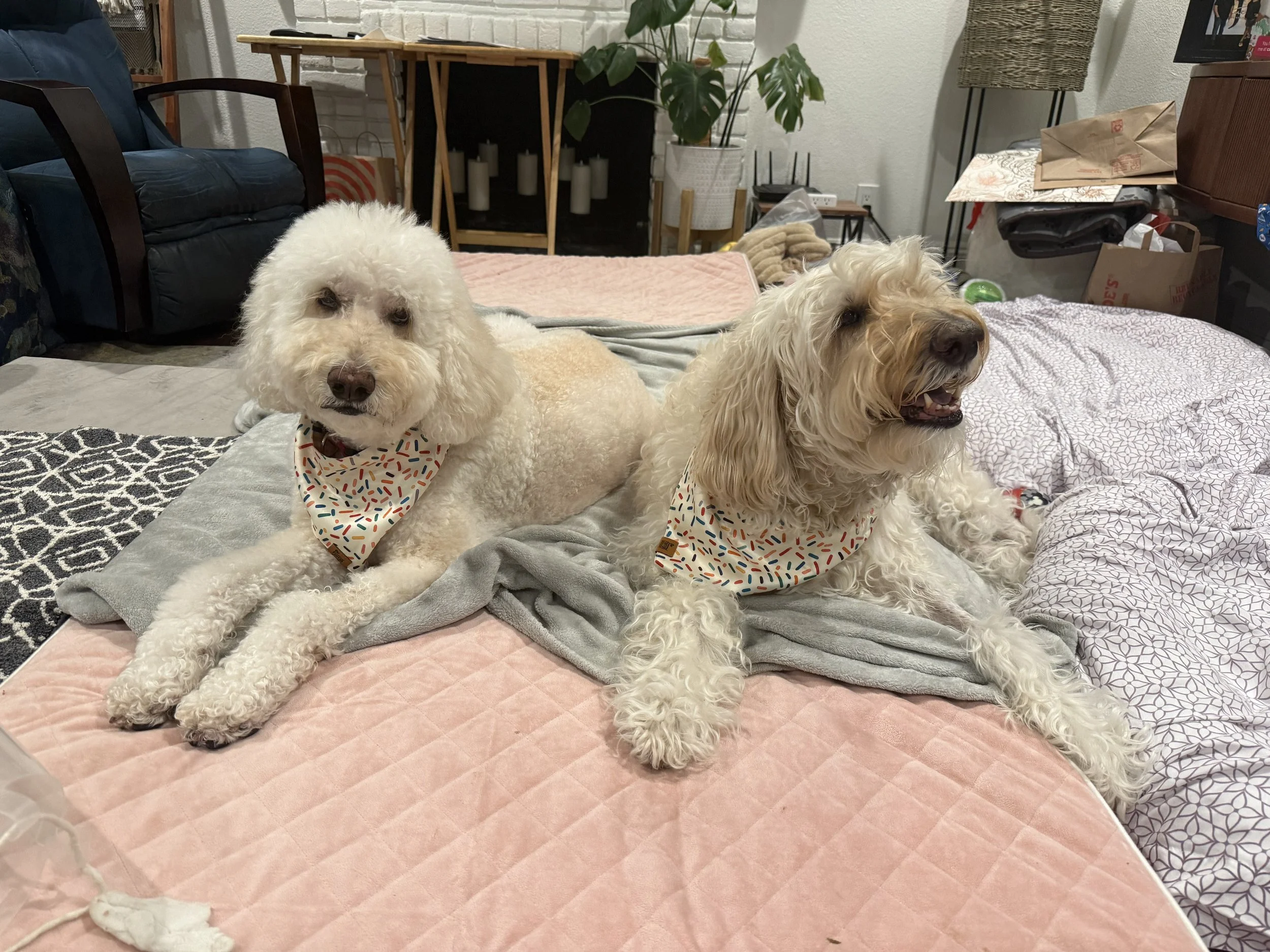 Best Products to Help Your Dog Live a Happy, Healthy Life | Simply Linda Lee 🐾❤️
