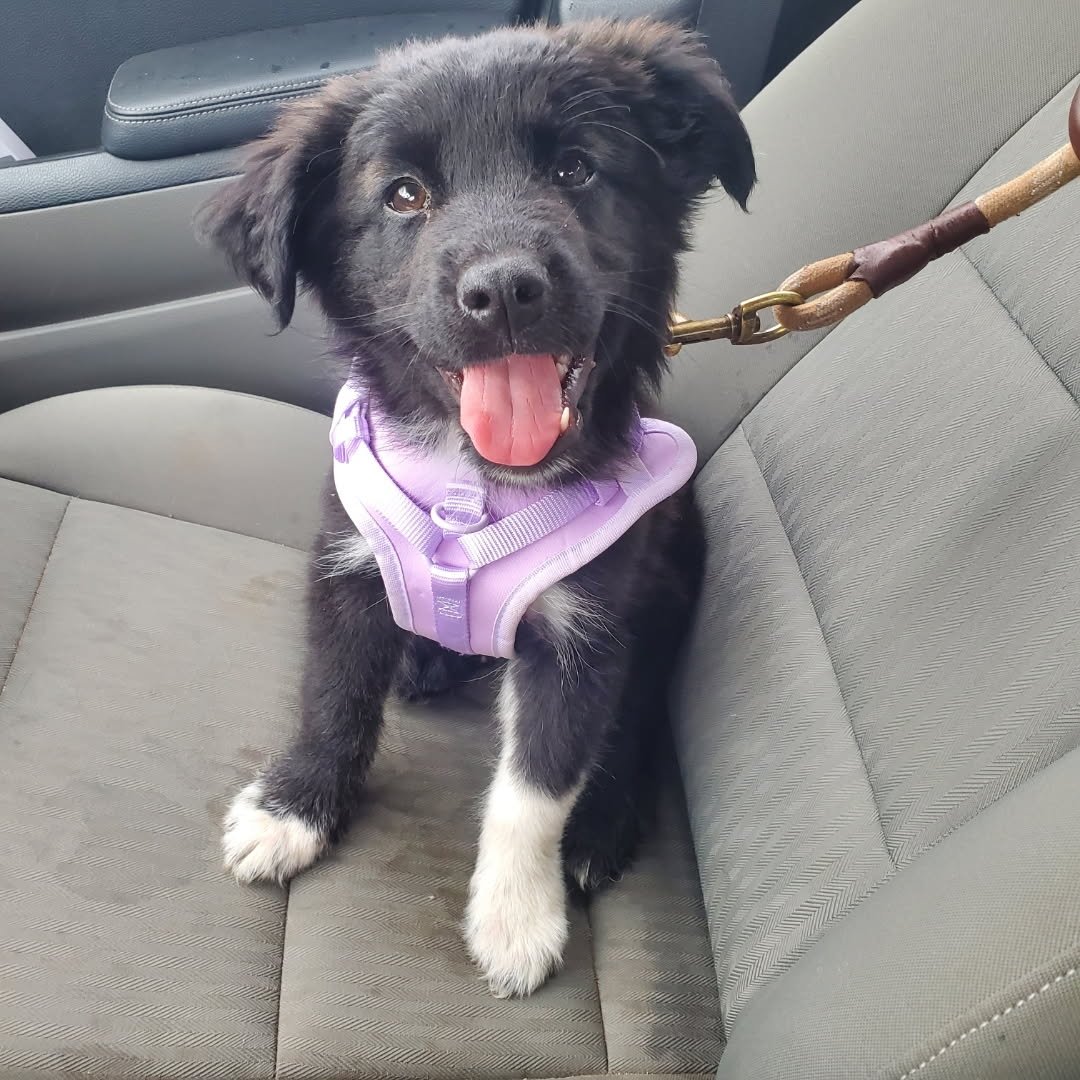 A black and white puppy wearing a purple harness, sitting on a car seat, with its tongue out and looking at the camera.
