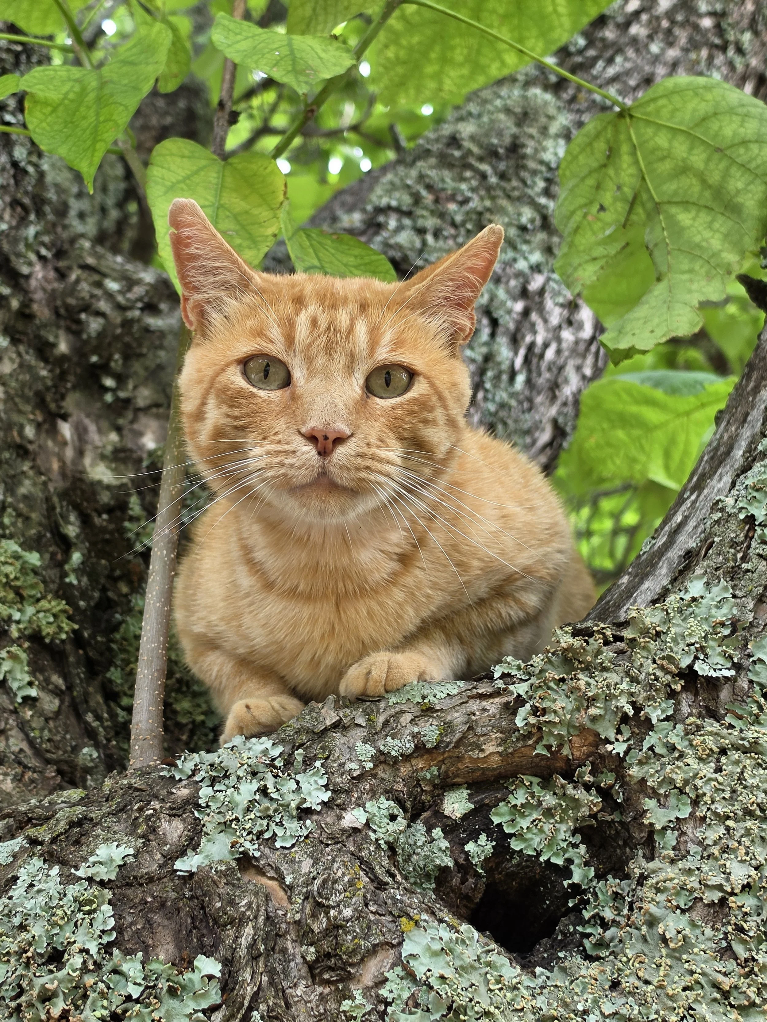 An orange tabby cat with yellow eyes lying on a tree branch among green leaves and lichen-covered bark.