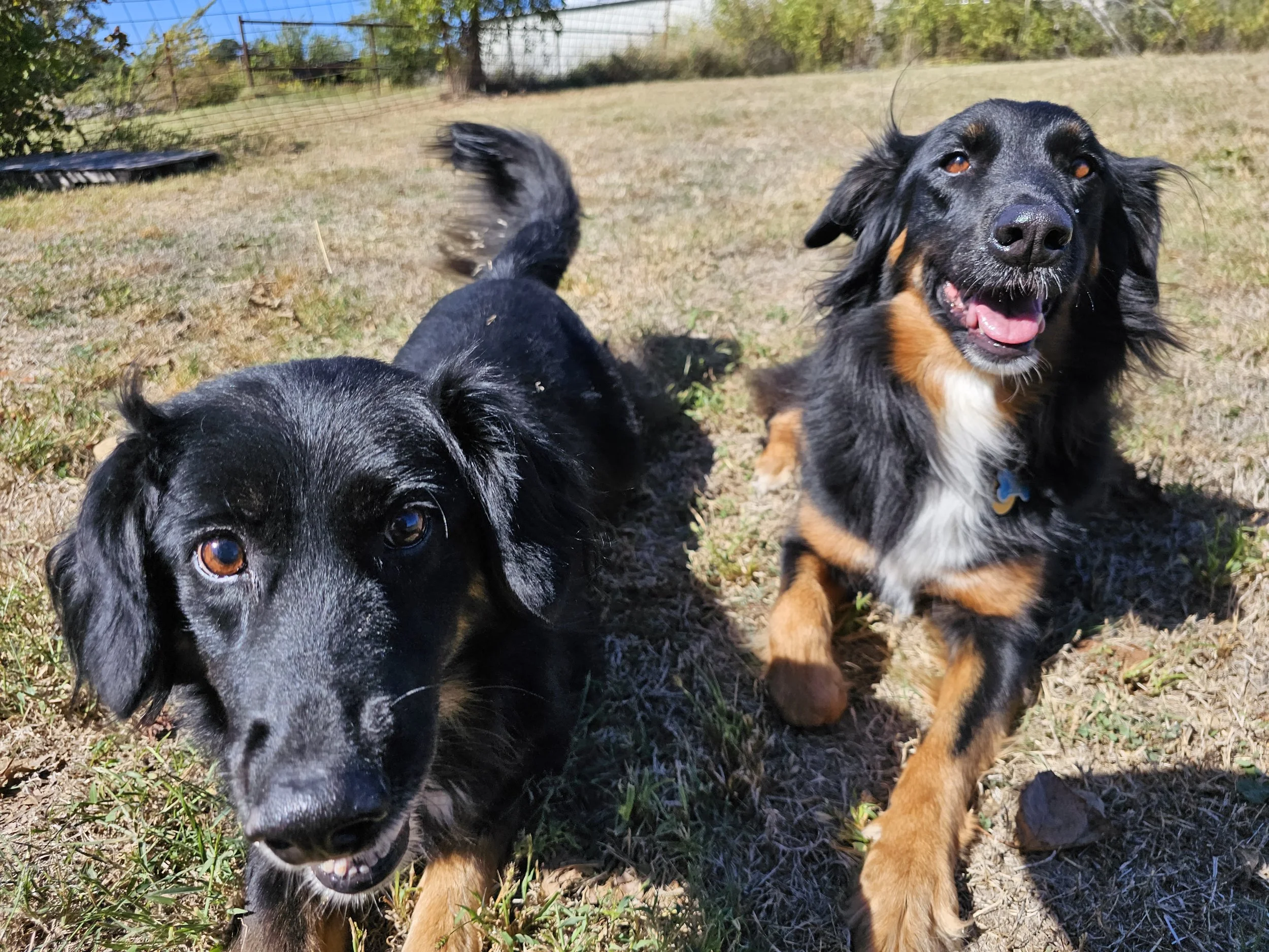Two dogs outdoors on a grassy area, one black and tan with floppy ears and a happy expression, and another black with shiny fur looking at the camera.