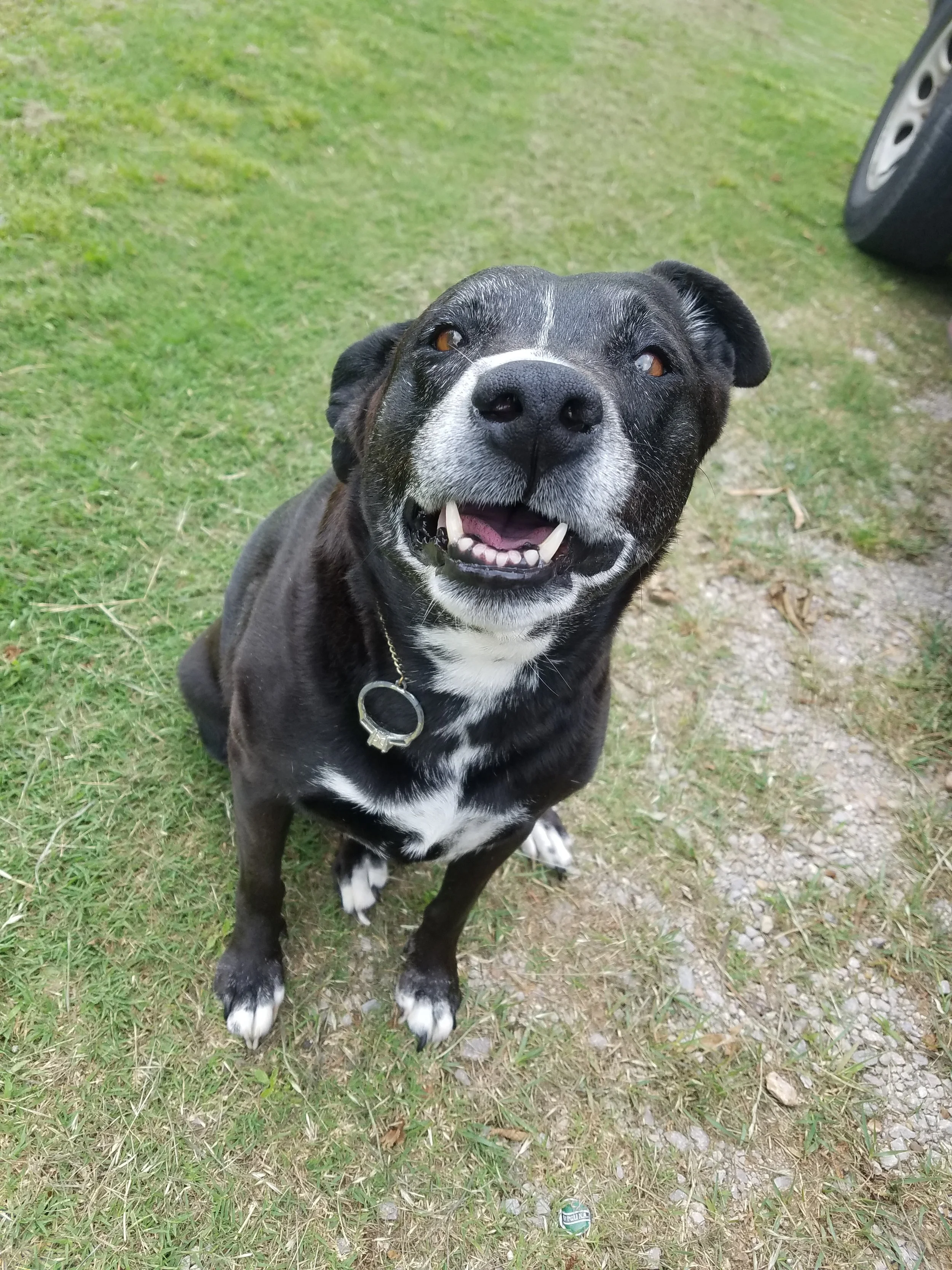 A happy black and white dog sitting outside on grass smiling.