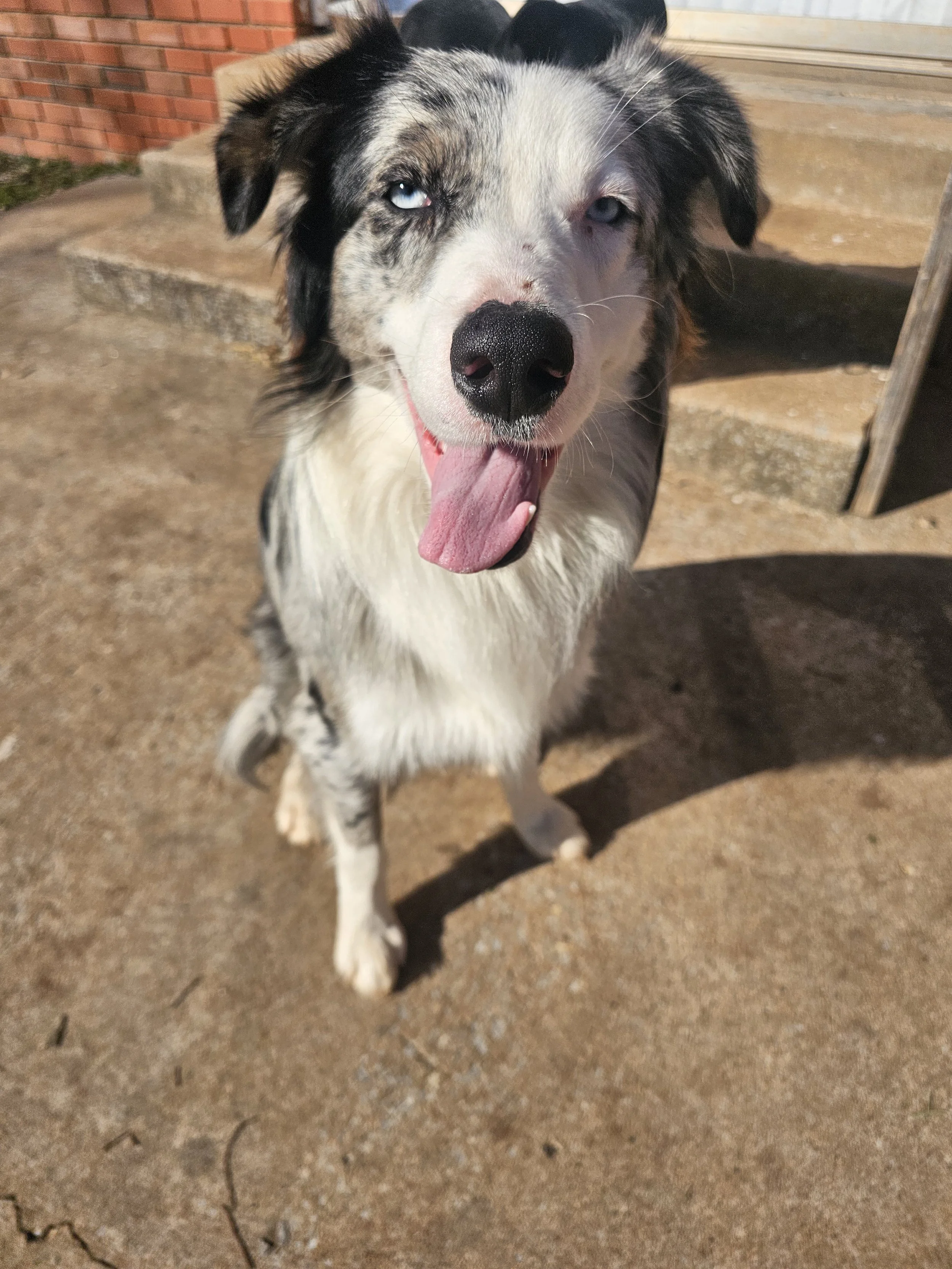 A dog with merle coat coloring, predominantly black and white, with one blue eye and one hazel eye, standing on a concrete surface near steps, panting with its tongue out.