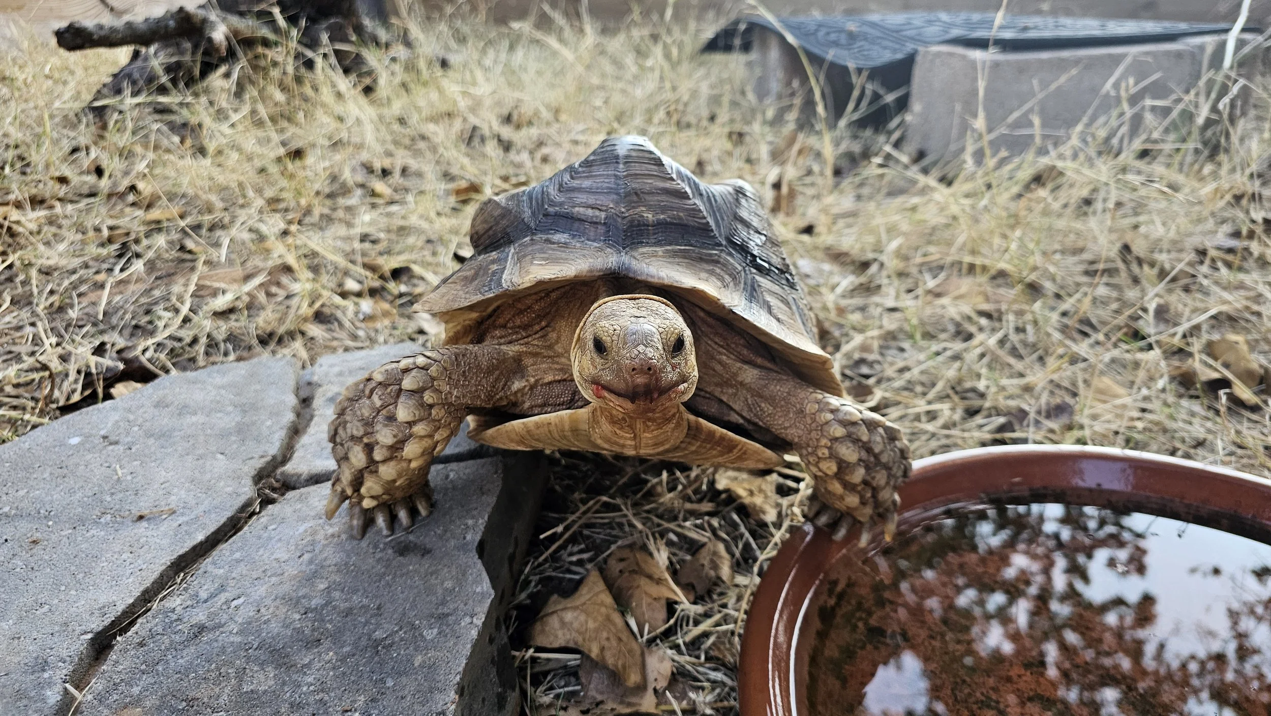 A turtle on a rock with dry grass and a water dish nearby.