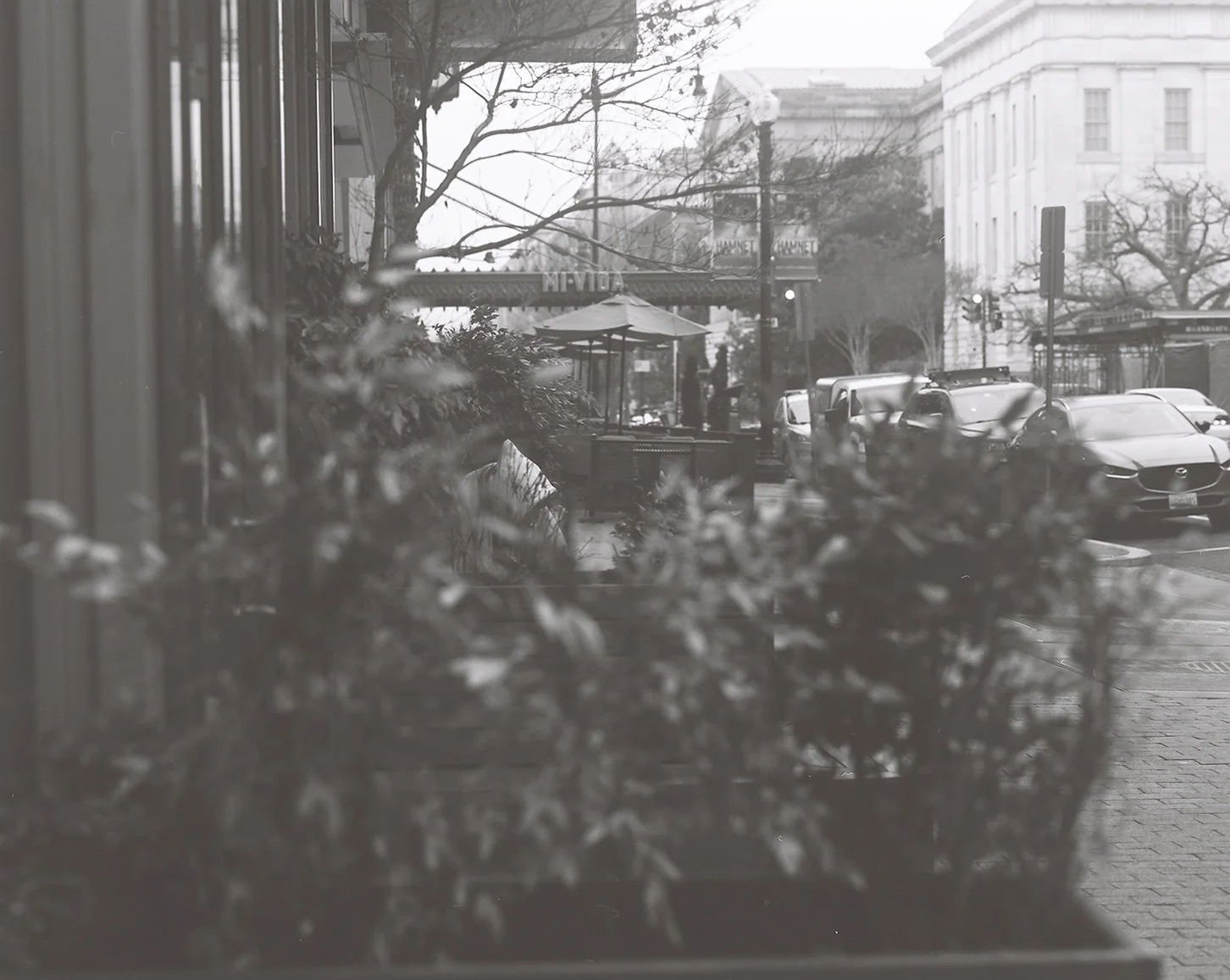 A black-and-white photo of an urban street scene viewed through a window with plants in the foreground. There are parked cars, a street, trees, and a building in the background.