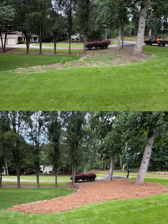 Before and after of a landscape bed cleanup, clearing, and fresh pine straw installation.