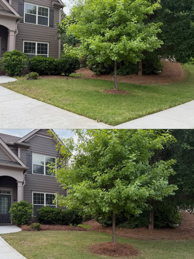 A freshly serviced lawn after our full-service lawn maintenance and fresh pine straw installation. 