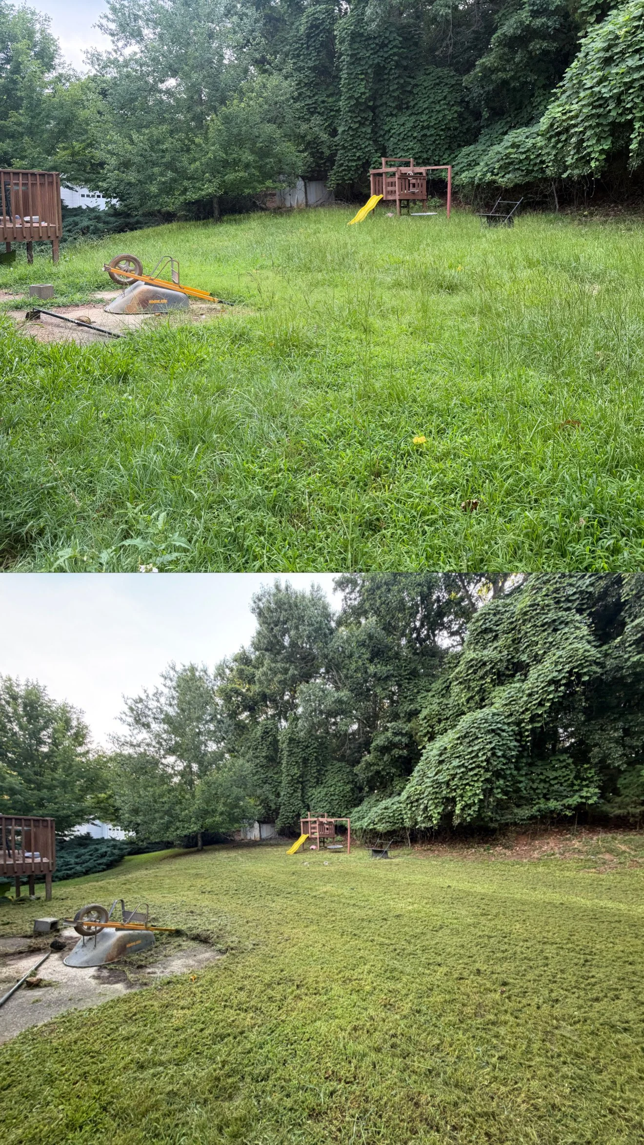 Before and after of an initial cleanup and first cut on an overgrown lawn.