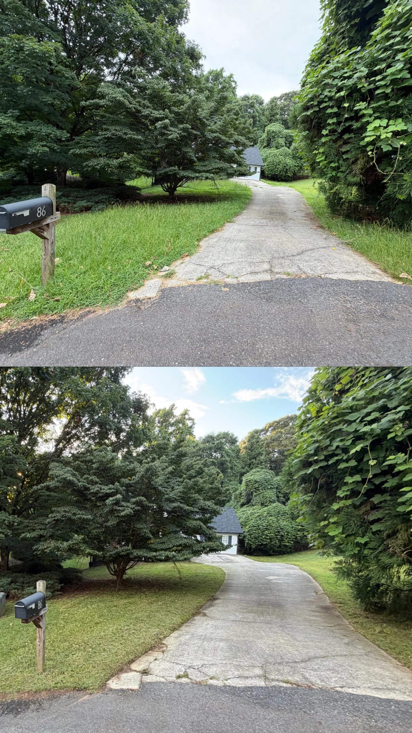 Before and after of an initial cleanup and first cut on an overgrown lawn.